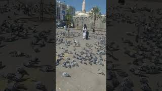 Pigeons of madina /madina pigeons /masjid nabvi /shorts /islamicshorts /best videos /best view