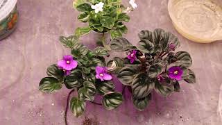 African Violets - Update on Clackamas Hybrids