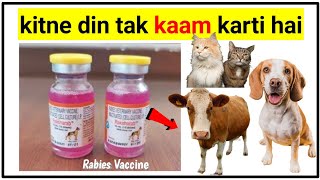 Raksharab vaccine for dog, cow, cat and goat/Rabies Vaccine (kitne din tak kaam karti hai)