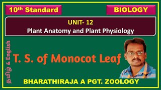 Anatomy Monocot Leaf and Difference between monocot and dicot leaf