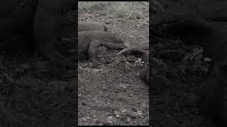 Komodo dragons are like a gathering of citizens