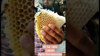 RATU LEBAH APIS DORSATA#shorts