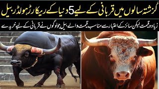 Meet the 5 Richest Bulls in the World // World Top 5 Most Expensive Bulls