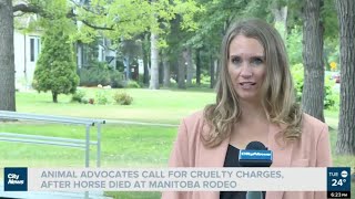 Animal Justice Calls for Cruelty Charges After Horse Killed at Manitoba Rodeo