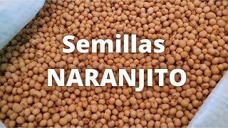 Semillas Naranjito