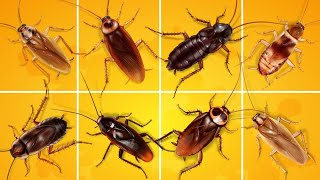 Roach Exterminators | Treatment and Extermination Cost Breakdown