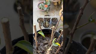 I Grew 50 Hibiscus From Cuttings