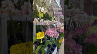 What a beautiful orchid  #viral #enjoy #shortsvideo #amazing