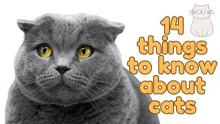 14 Things I Wish I Knew Before Getting a Cat