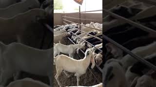 shankar goats. khassi bakre avilable 8874856286