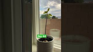 Day 44: growing an avocado 🥑 tree, meet the family