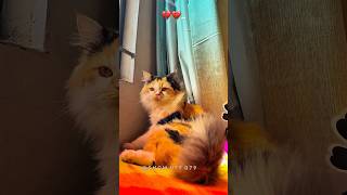 Sun-Kissed Kitty | A Regal Moment ||  #catvideos #kittenvideos #kitten #viralvideo #viral #shorts