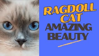 Ragdoll Cats Are The Most Beautiful Cats In The World