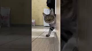 Cute Cat 🐱❤️ #trending #youtubeshorts #status #youtube #viral #shorts #cute #cat #funny #animals #op