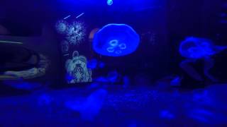 Jellyfish at Expo Milano 2015 4K