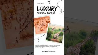 Luxury African Safari with @NndeeAfrika #africansafari #luxuryafricansafari #safari