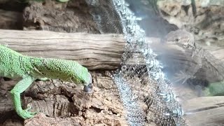 Feeding Monitor Lizards - Prasinus & Tristis - 4K