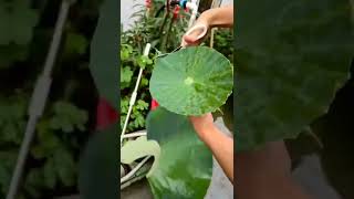 plant 🌿 shower 🚿#youtubeshorts #shorts #subscribe #shortvideo #new #new_short #shower #youtube