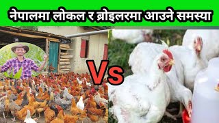 लोकल र ब्रोइलरको बजार अवस्था # broiler vs local chicken farming in nepal #santosh_adhikari#