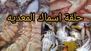 حلقه اسماك المعديه السيد ابو فريده 01285883615