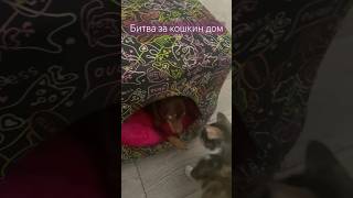 Живут как кошка с собакой- в любви и гармонии❤️🐶🐈 #пушистыедрузья