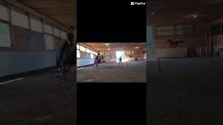 lol edit #dressage #horse #horseriding #shortvideos #equestrain #horsebackriding #horsegirl