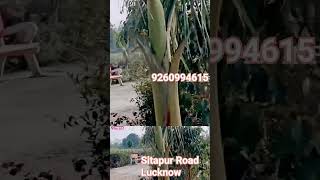 plot available sitapur road Lucknow