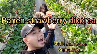 Panen STROWBERRY di korea..... ( makan sepuasnya )