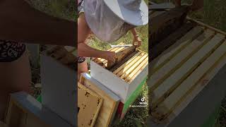 Emberfield bee check