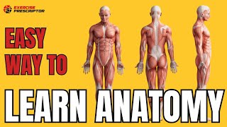 Tips for easy and effective way to study anatomy of muscles