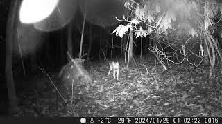 3 coyotes on Va national forest