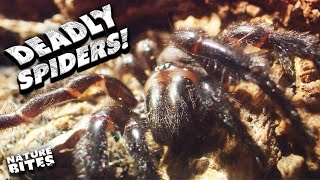 Redback Spider Vs the Sydney Funnel-Web! 🕷️🕸️