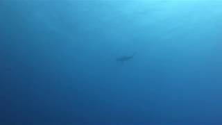 Hammerhead Shark Daedalus Reef Red Sea