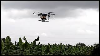 Drone Spray in Banana Farming @Bananasmartfarming  #drone #banana