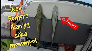 (Boat Series) Episode 20 - memancing bersama couple-couple