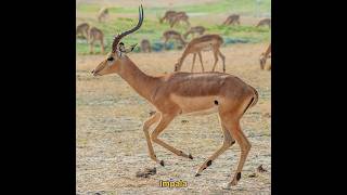 Impala hunt p3 #impala #hunting #animals