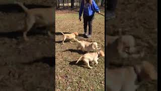 Pups4Patriots™ dogs in training | Ada, Winnie and Buddy enjoying play time