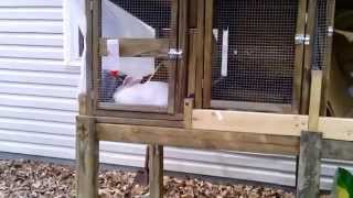 Building a rabbit hutch pt. 6 final