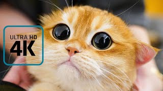 Cute Kittens to Warm Your Heart and Relieve Stress Compilation