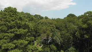 LOS Drone flying through the forest at Mermaid Bay DJI Mavic Air Chesapeake Bay