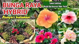 BUNGA RAYA 'HYBRID' | Penyeri halaman