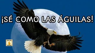 🌿🦅 ¡SÉ COMO LAS ÁGUILAS!🦅🌿 - ❤️Reflexión de Vida❤️