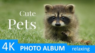 4K Cute Pets - relaxing video, music therapy - Animals