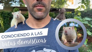 Conociendo a las ratas domésticas 🐀🐁