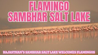 Witnessing the Majestic Flamingos at Jaipur Sambhar salt Lake #jaipur #saltlakecity   #sambharlake