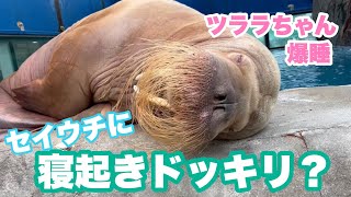 《鳥羽水族館》セイウチのツララちゃんに寝起きドッキリ！？