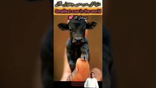 Dunya ki sab say choti Gaye l Smallest cow in the world #short #ytshort #viral #isla..