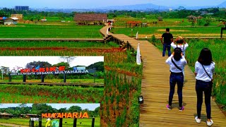 AGRO EDUWISATA ORGANIK / KAMPUNG TEMATIK MULYAHARJA - BOGOR