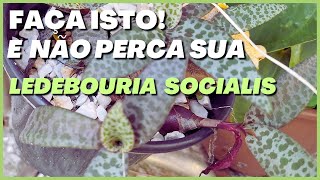 🟢 SUCULENTAS: Dicas de cultivo e propagação da LEDEBOURIA SOCIALIS + algumas florações #suculentas