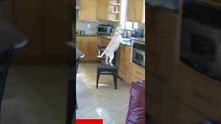 Smart Dog finds a way to get on kitchen counter to get his food #dog #smartdog #smartanimals